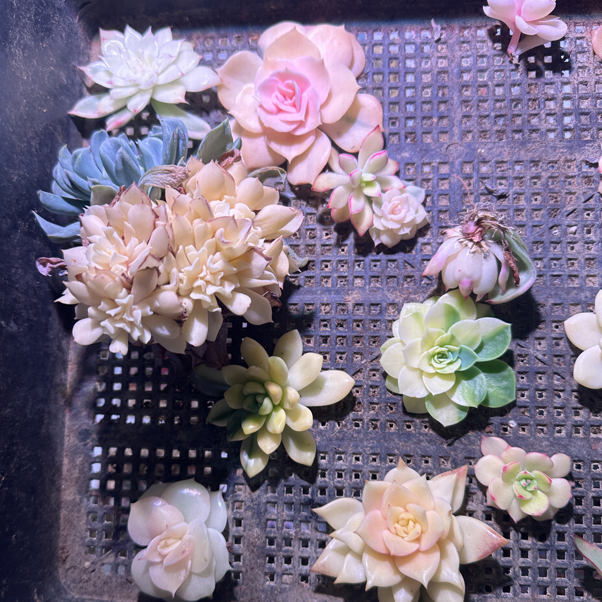 全锦无售后 11颗