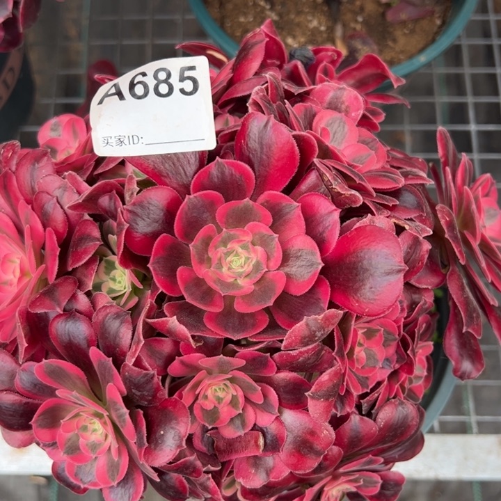 685美杜莎20厘米左右