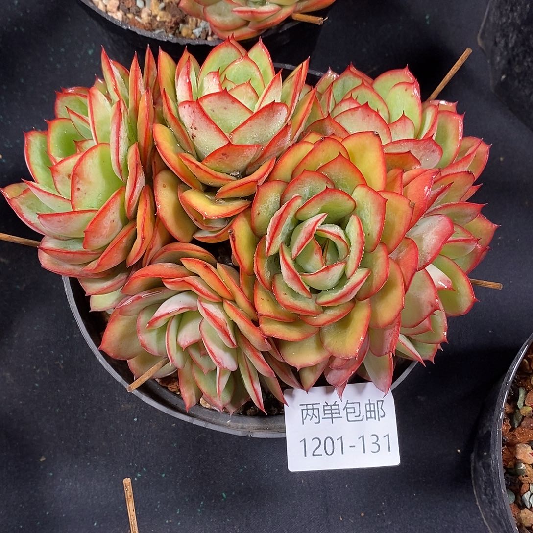 酸奶多肉 牡丹亭131