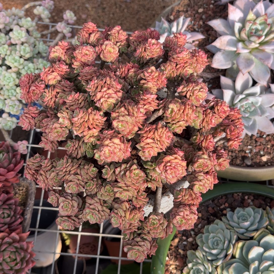 好姑娘多肉园艺，蜡牡丹