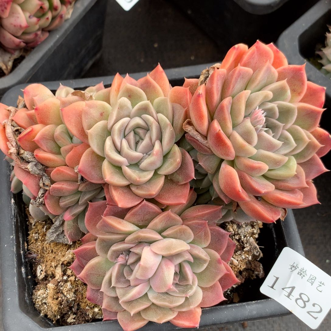 1482杂交精品基地冠14