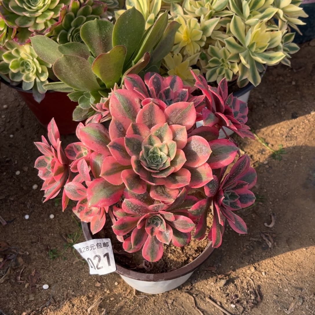 021多肉植物女妖
