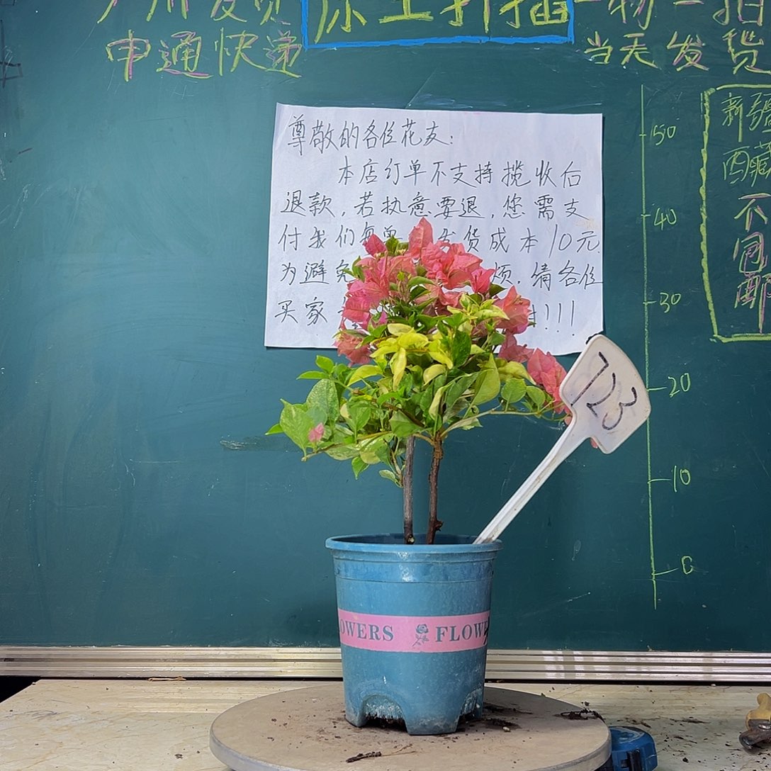 当前无花栽培后可以开花  斑叶米罗  723