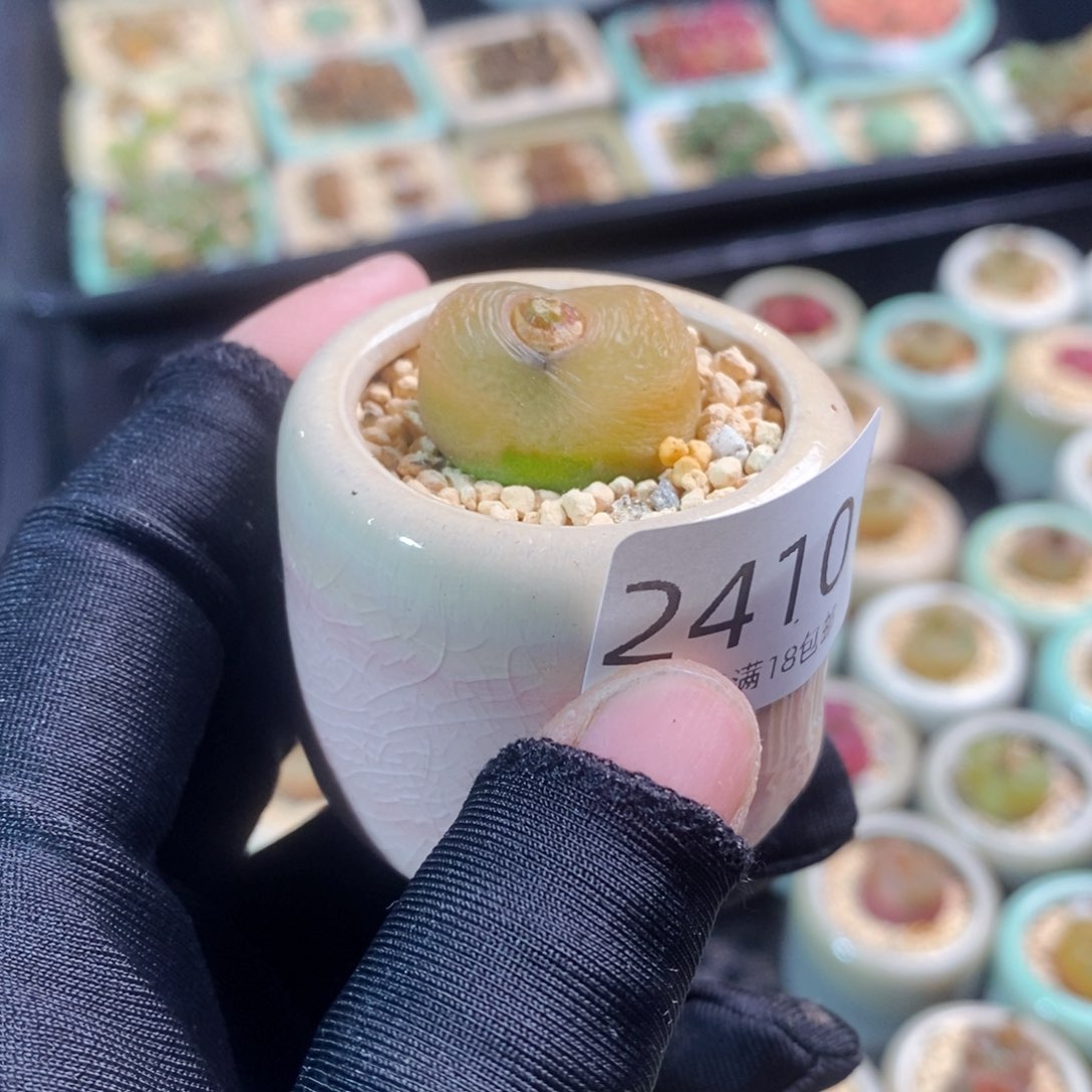 2410-一物一拍 带盆