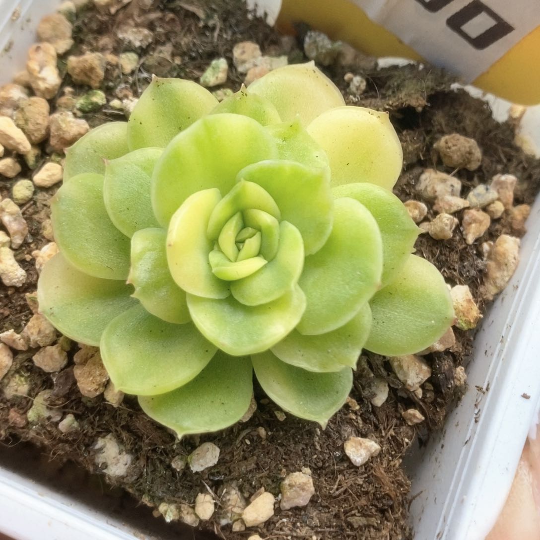 230冰河世纪锦锦锦锦锦