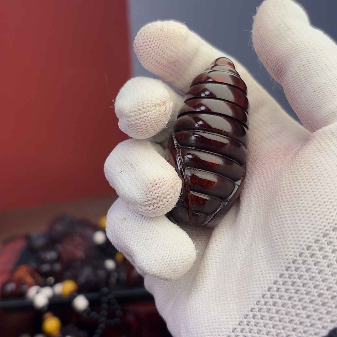 檀香紫檀（小叶紫檀）蛹