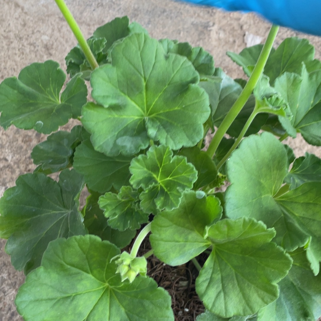 完全开放国旗红三个花苞单独一个