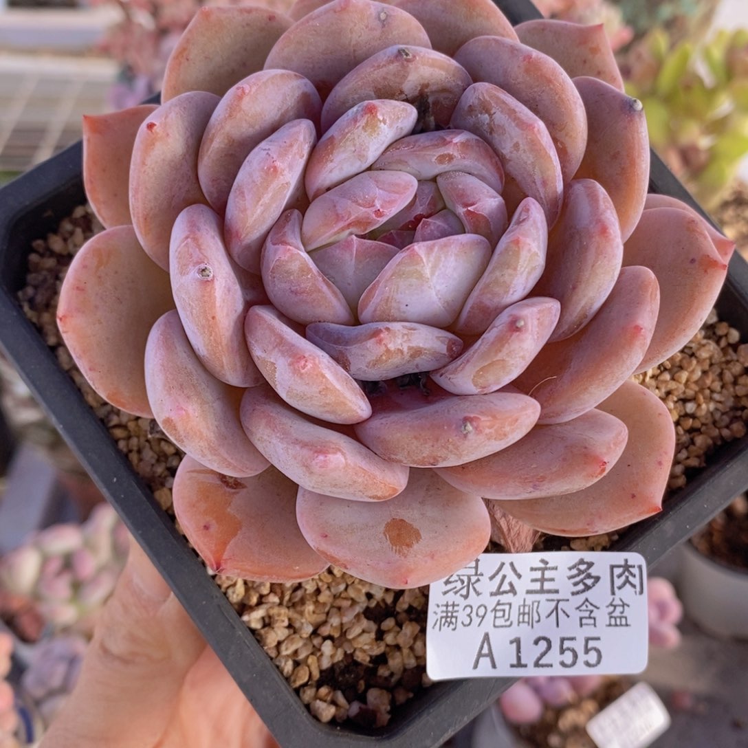 橙梦露10cm1255多肉植物