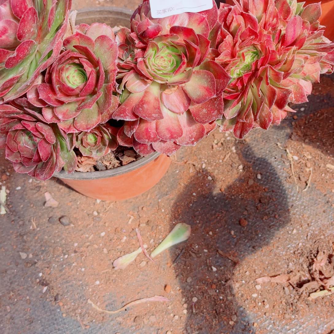 多肉植物648荔枝中班