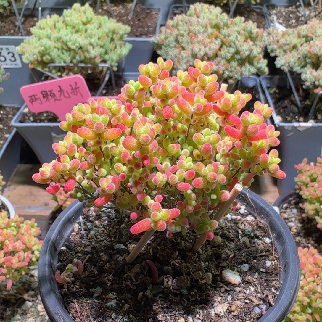 枝干番杏蜜橘糖球641