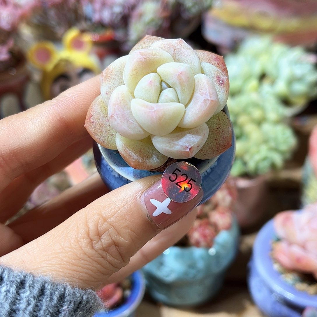 525 多肉含盆土30元包邮除偏远