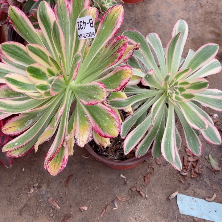 432围巾多肉12345678