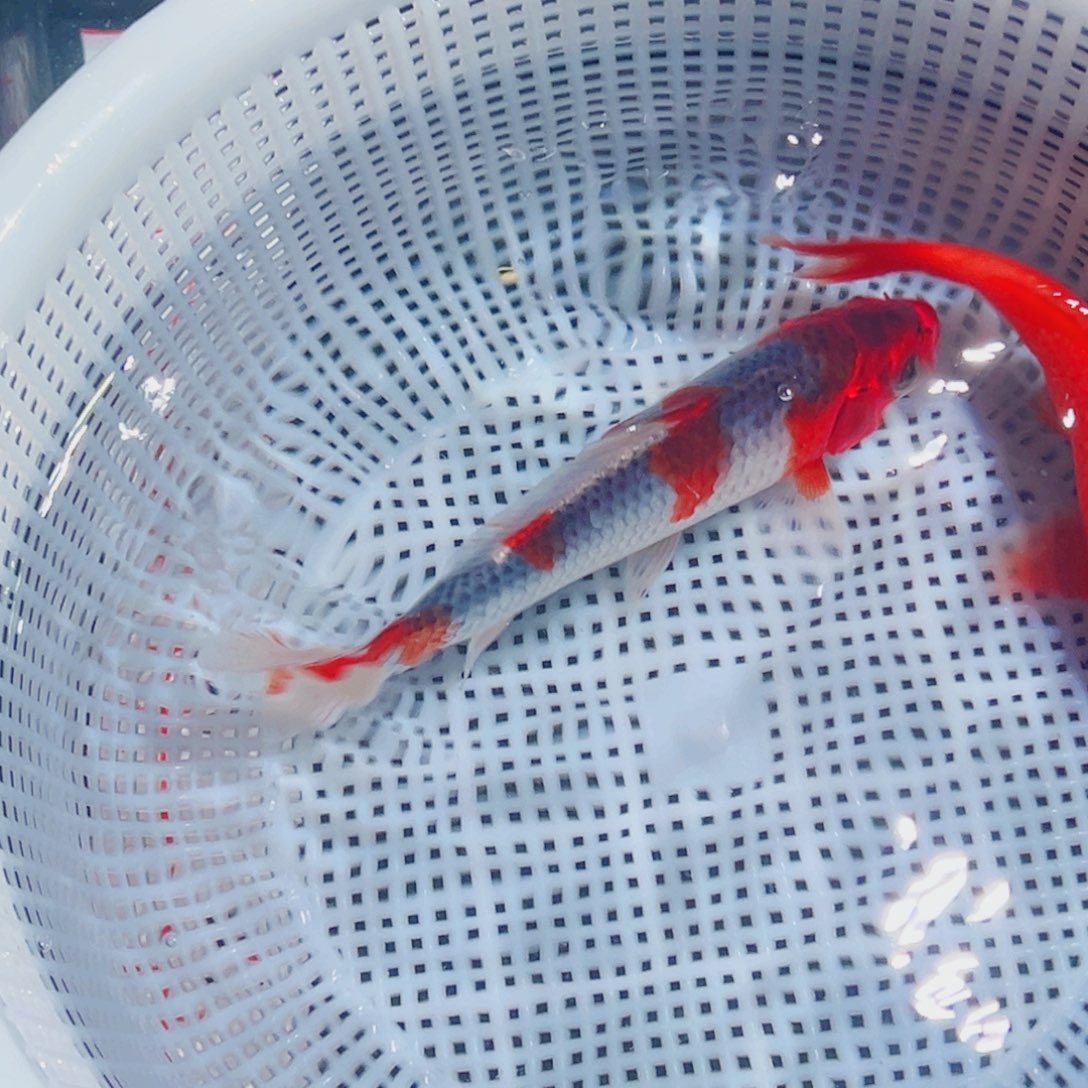 锦鲤锦鲤观赏鱼8888