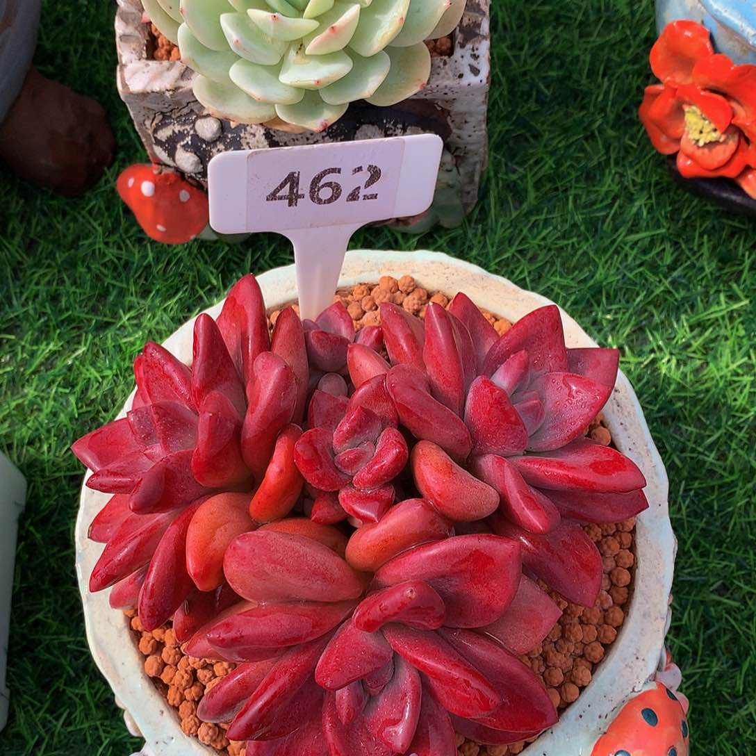 财****）赫菲斯托多肉植物727272