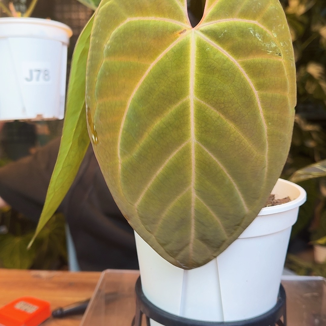 完全开放J79暗黑巴拿马杂bvep轻微叶损无售后