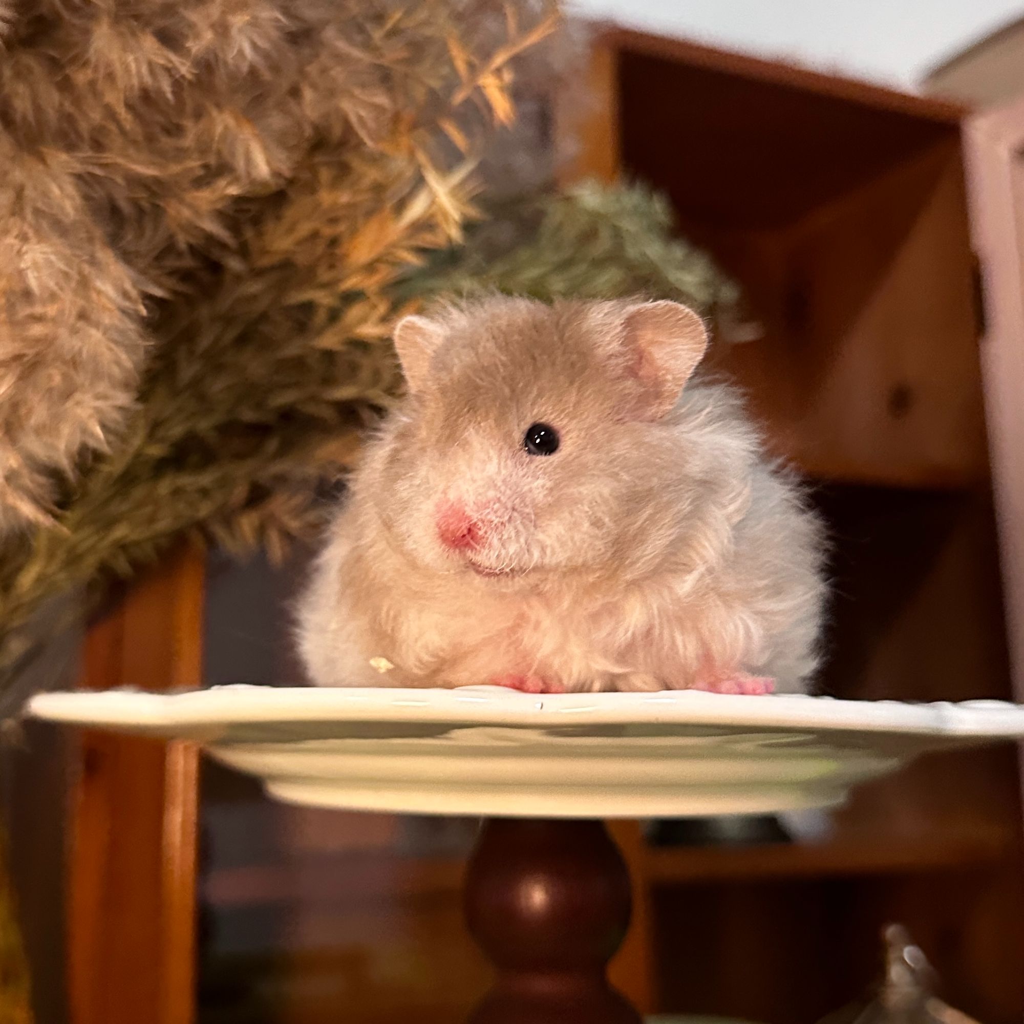 【繁育级】U咪超高品家养精品鼠舍金丝熊温顺可爱易上手【售后15天】