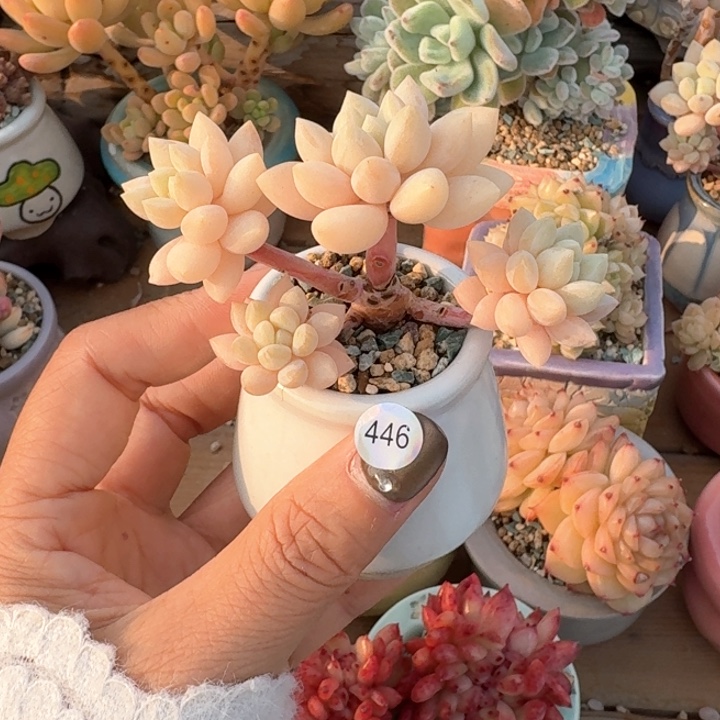 用****9446 多肉含盆土30元包邮除偏远地区