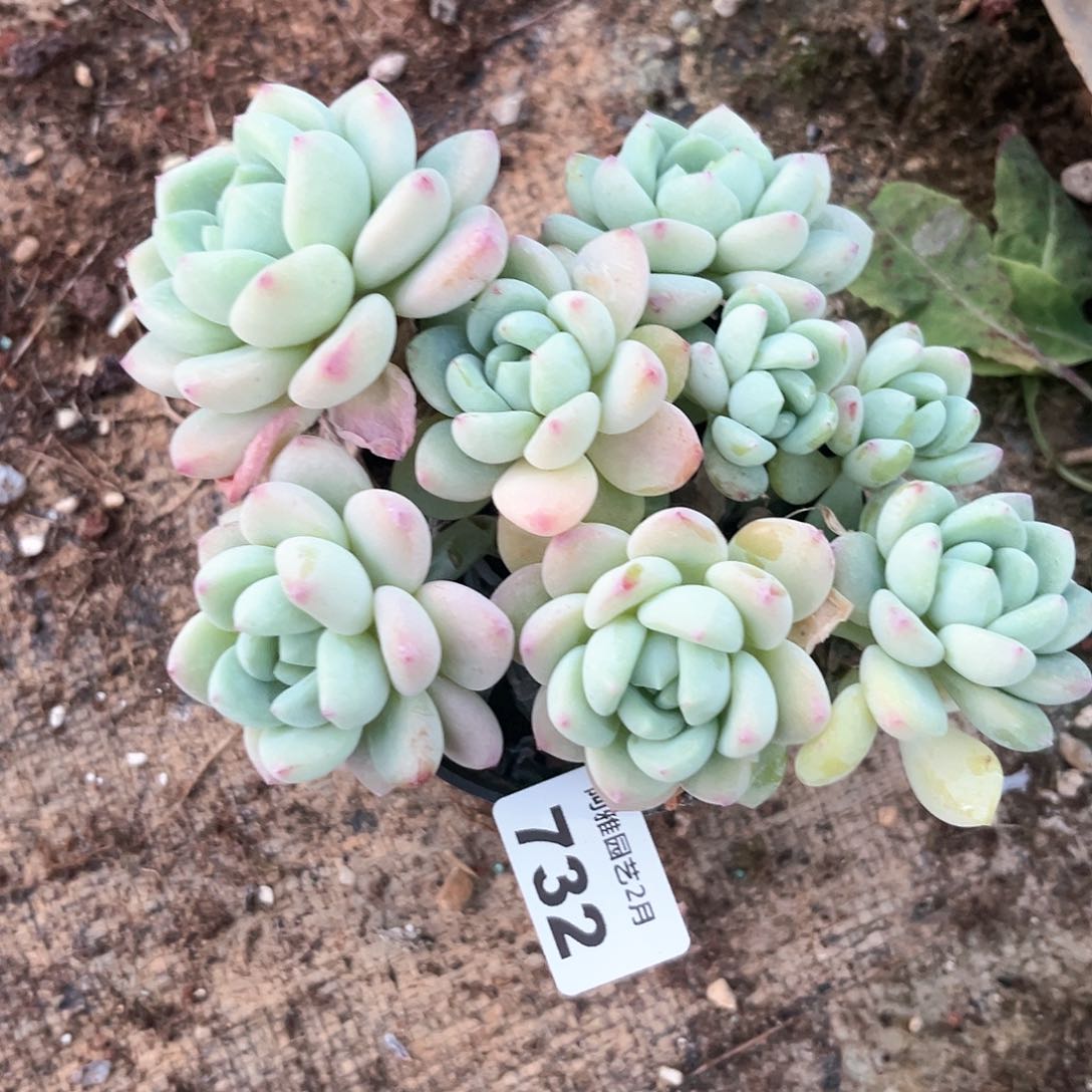 阿雅园艺。   732