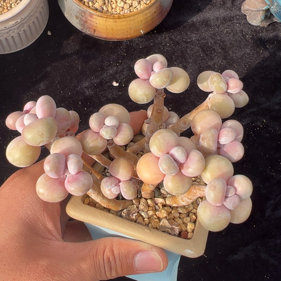 新年快乐 新年快乐