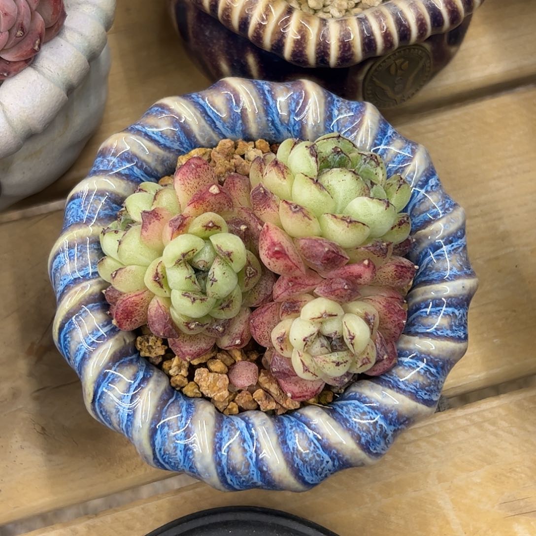 赤水晶zzzzzzzzzzz