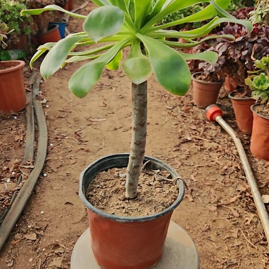 艳姿法师加急发货18