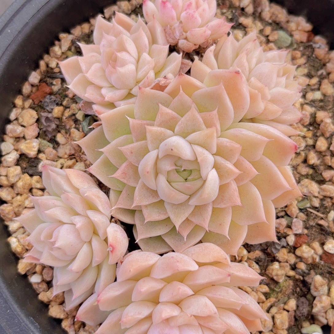 女王杂3089多肉植物