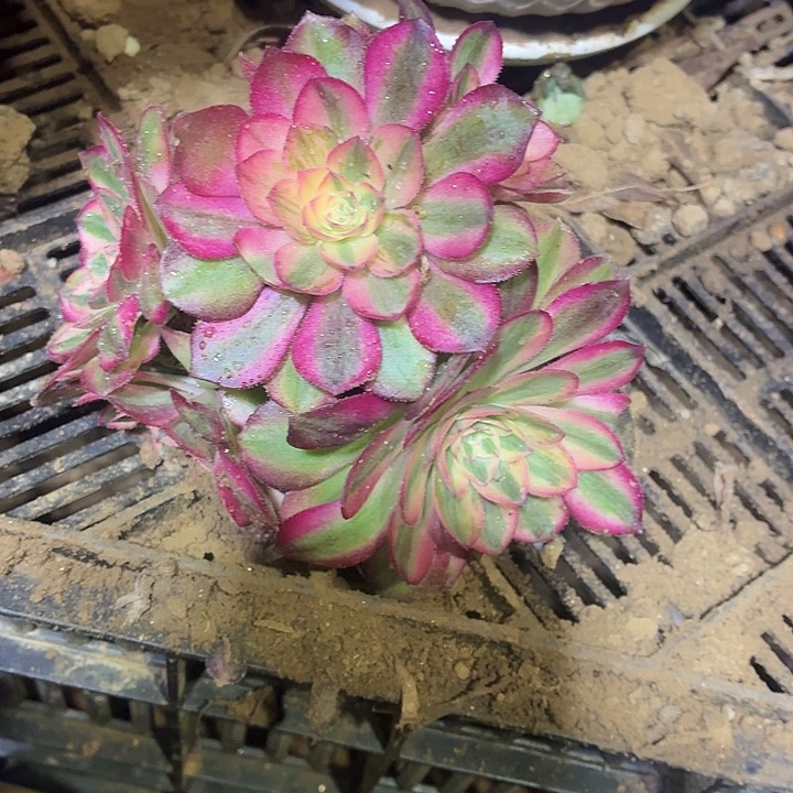 荔枝两颗脱土9.9小棵