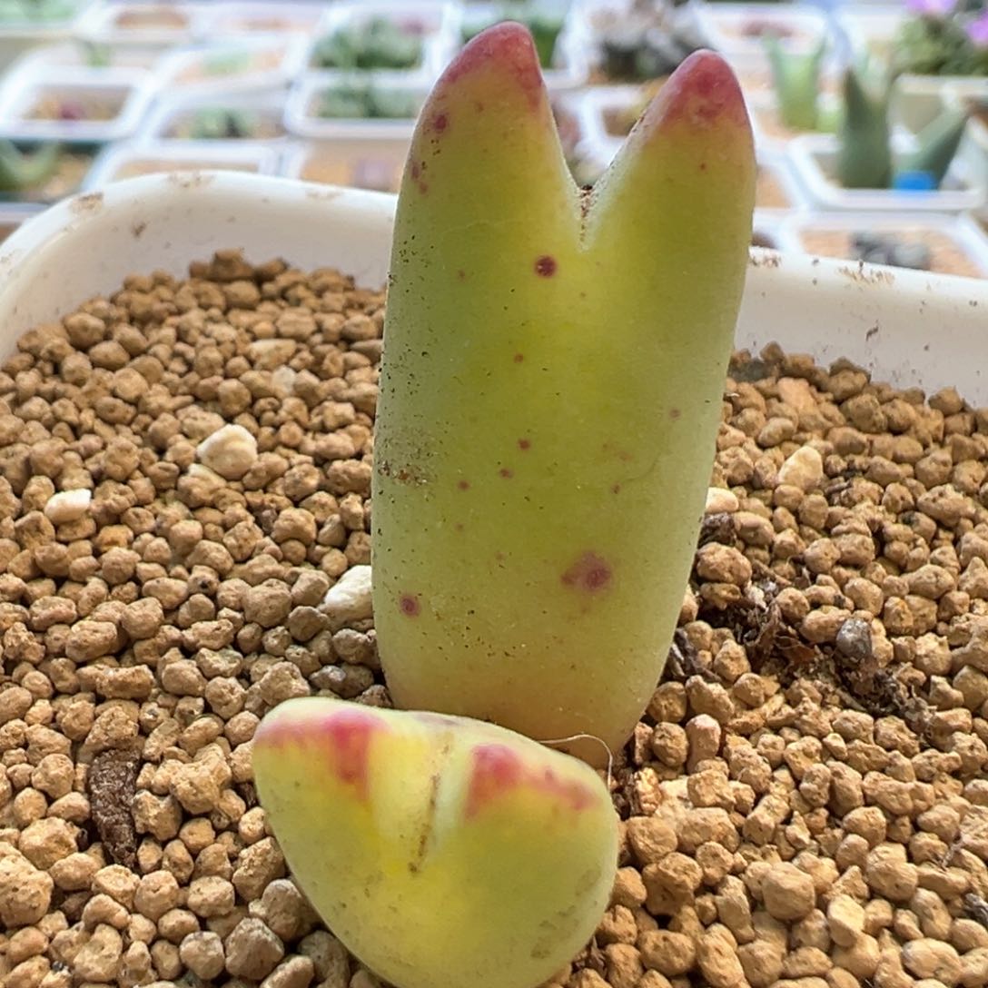 黄体猫耳将 肉锥植物