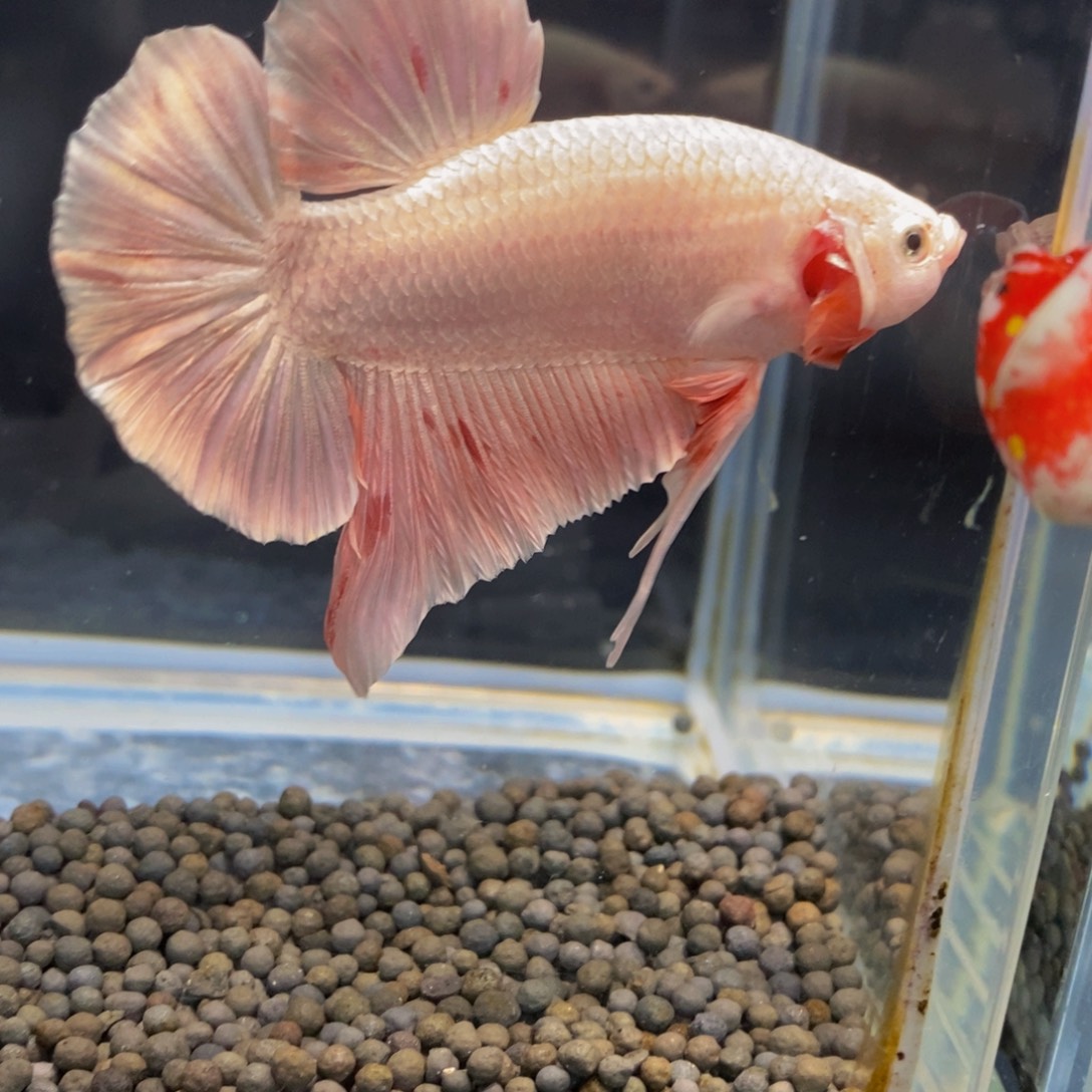 斗鱼289巨斗111111