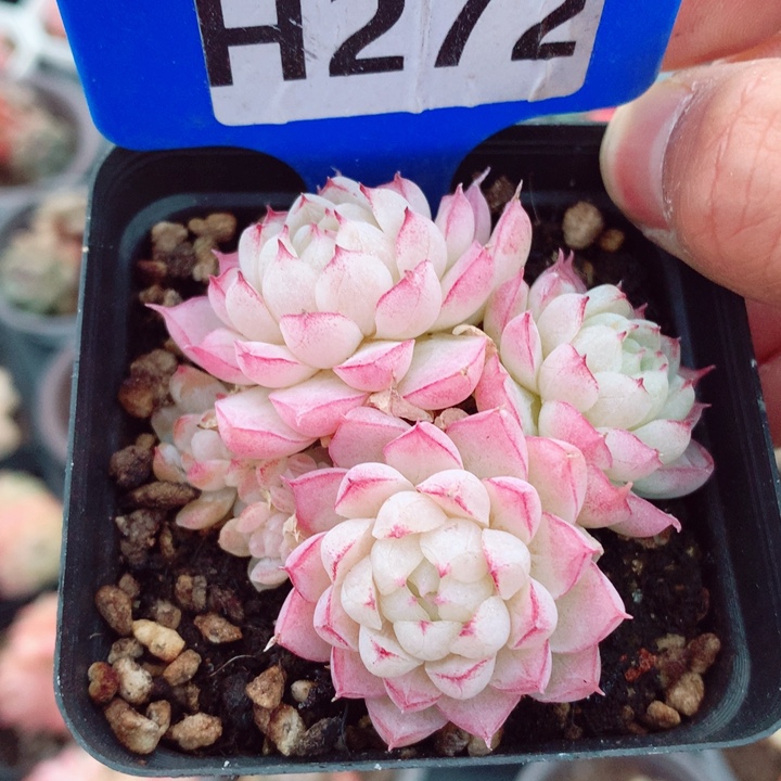 女王6cm不包整群