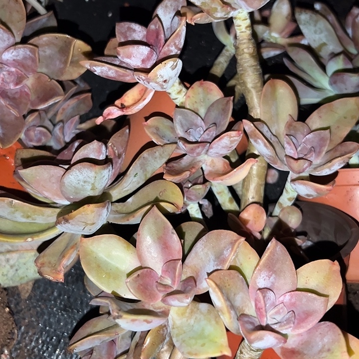 120杯太妃糖3盆。                