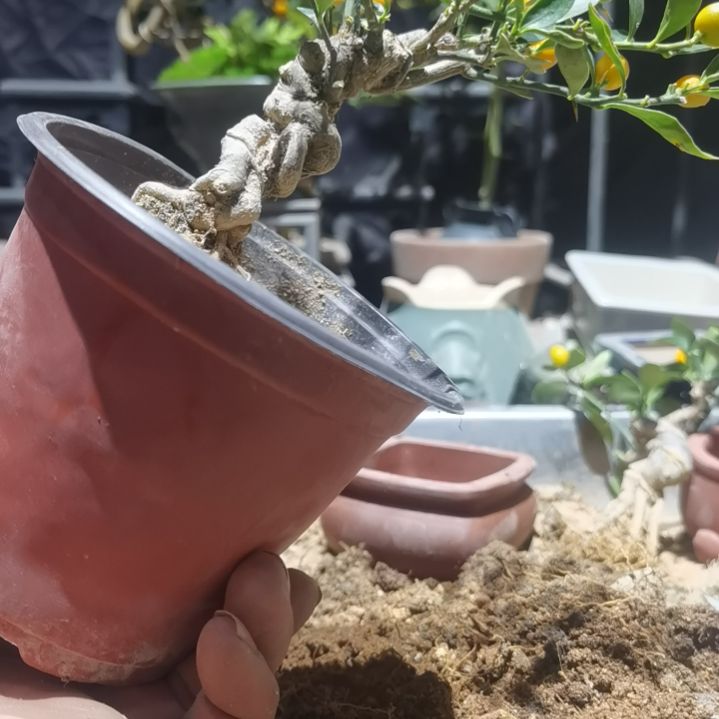 完全开放金豆小橘子绿植的