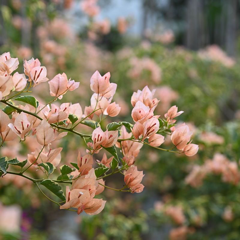 马斯新三角梅盆栽爬藤老桩庭院室内阳台四季勤开花植物原厂地直发