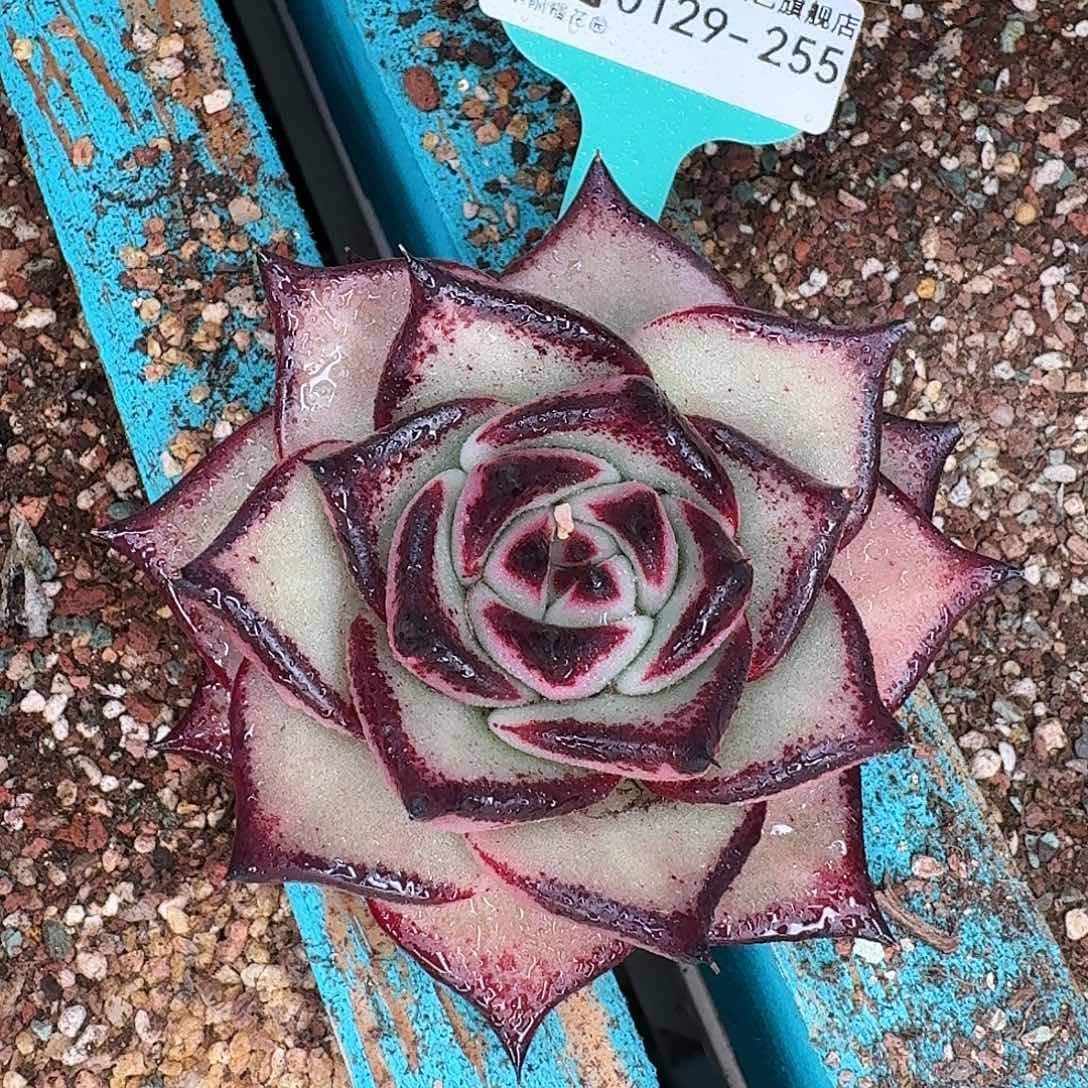 从前慢花园多肉0129-255