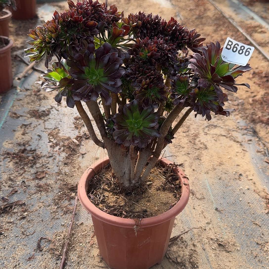 686黑法师一颗呀呀