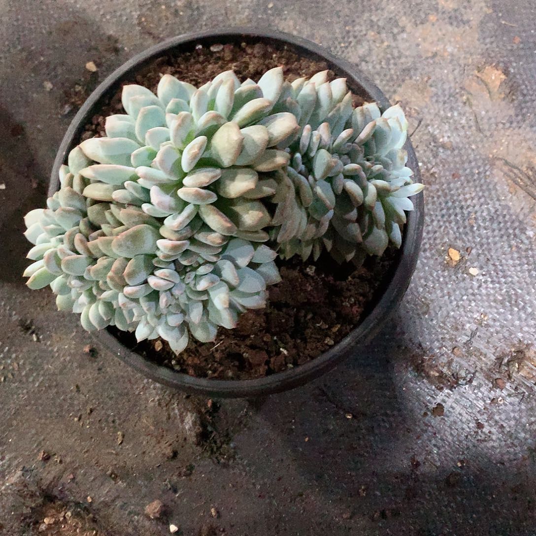 多肉植物多肉植物星影缀