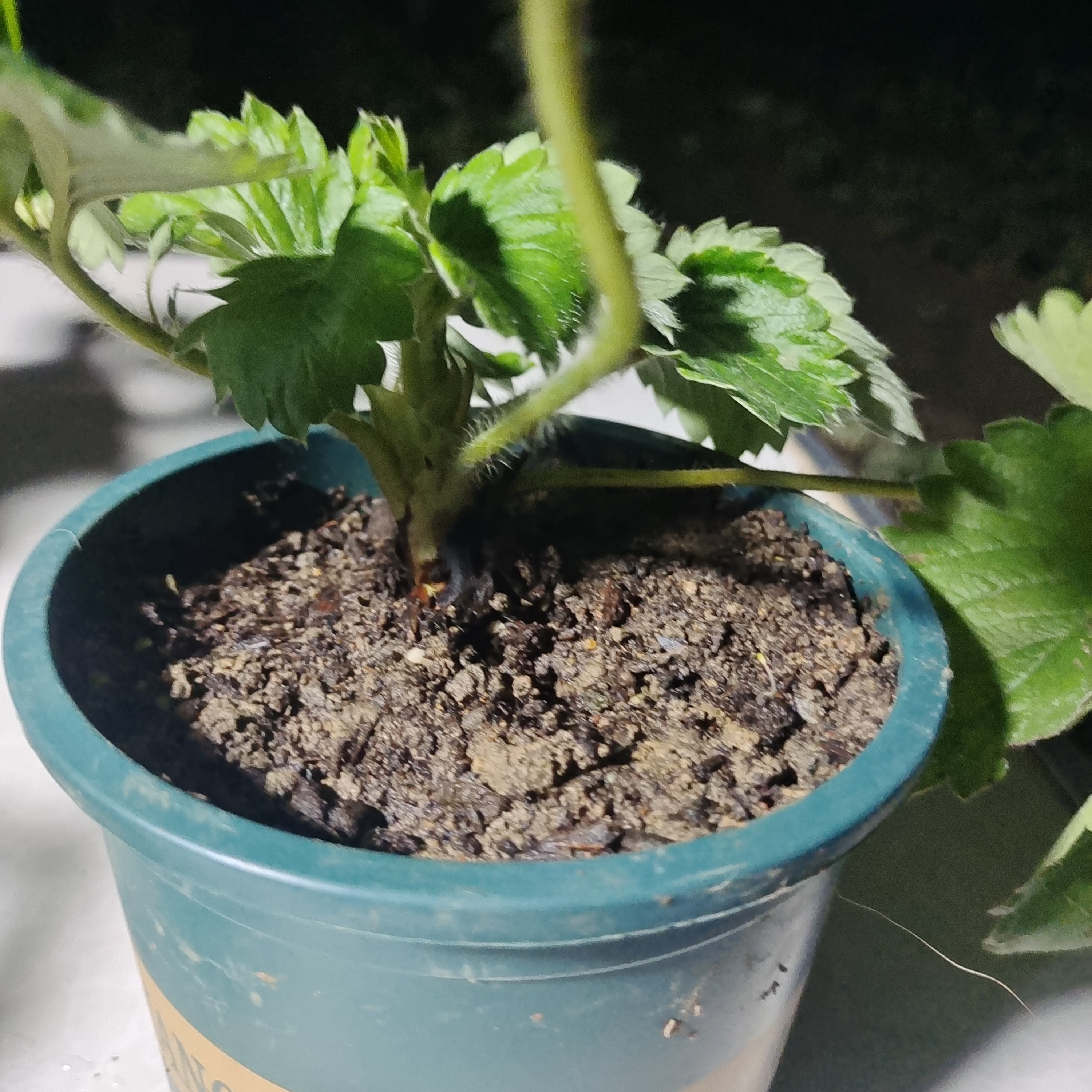 加仑盆原盆原土养好根草莓苗优质草莓苗