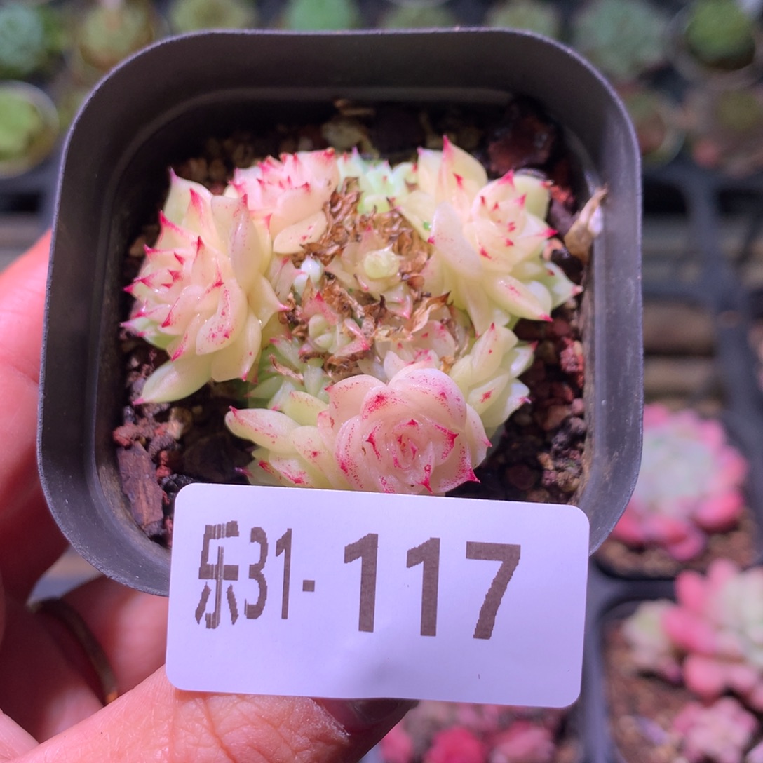 乐然31-117 麦秆群 