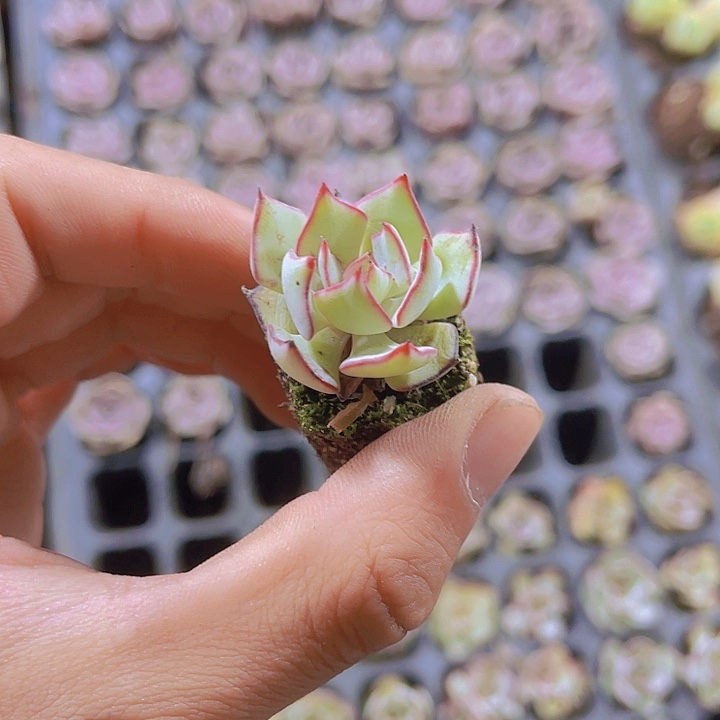 精品诺娃多肉植物