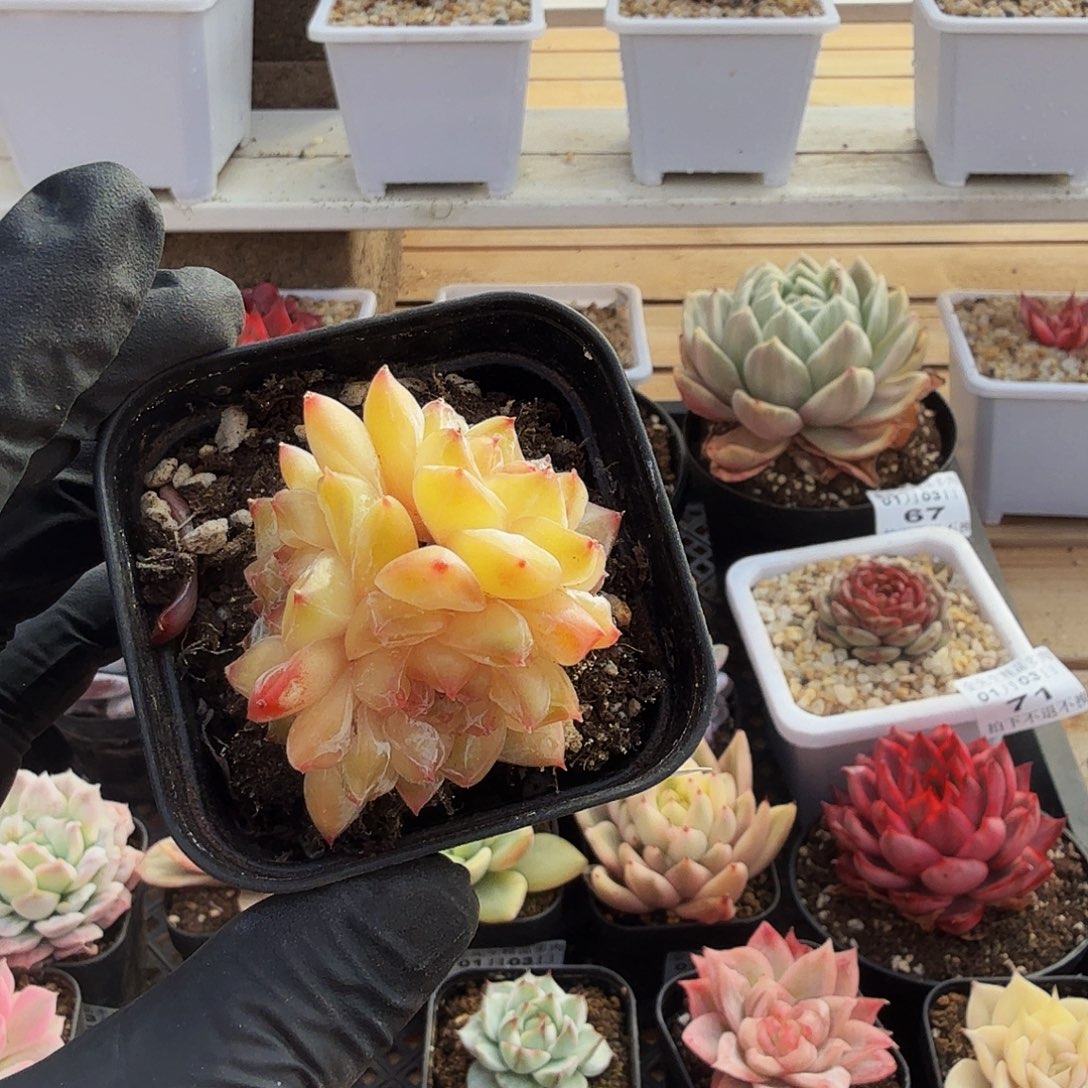 0103-78溏心小群生