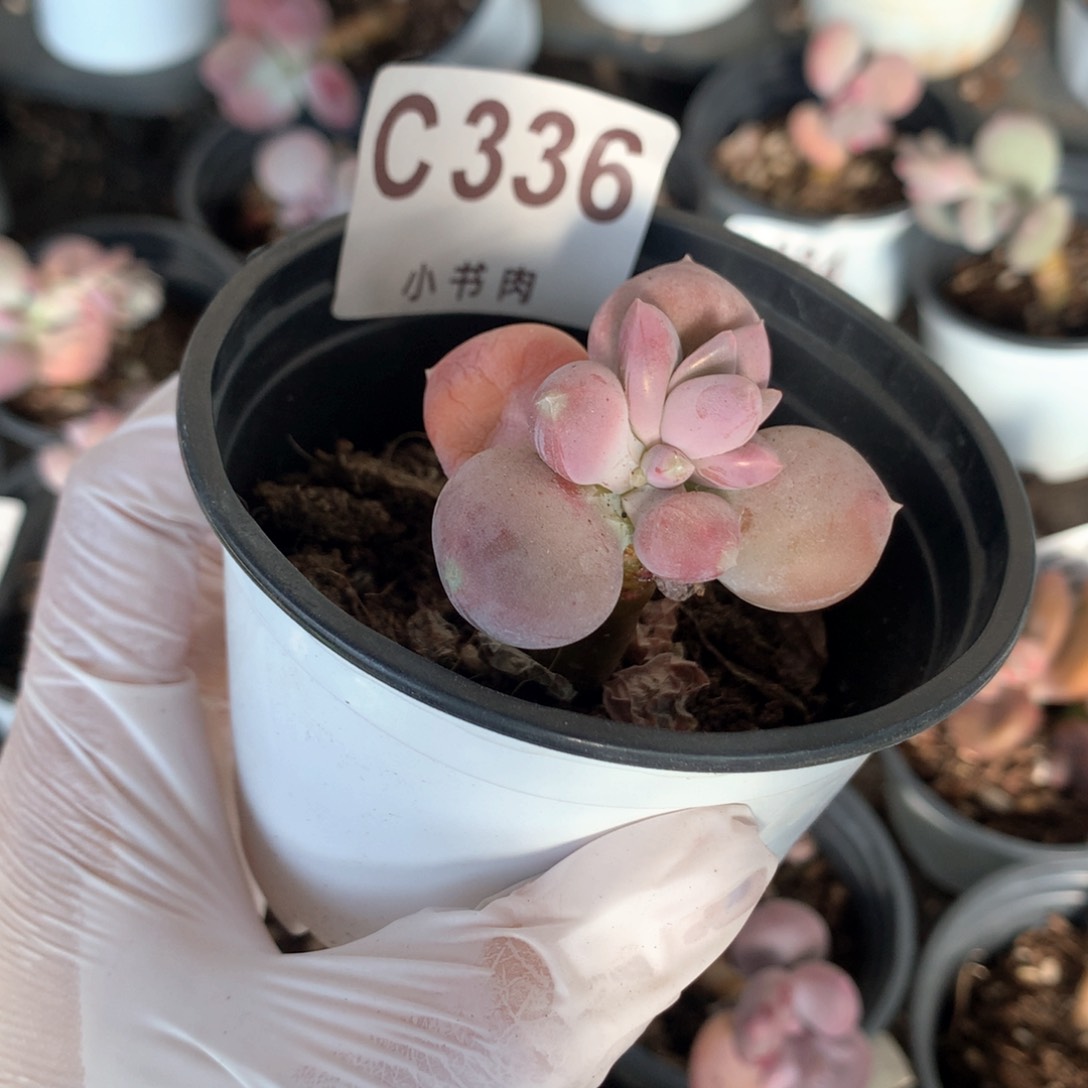 336 小屁桃奶酪多肉