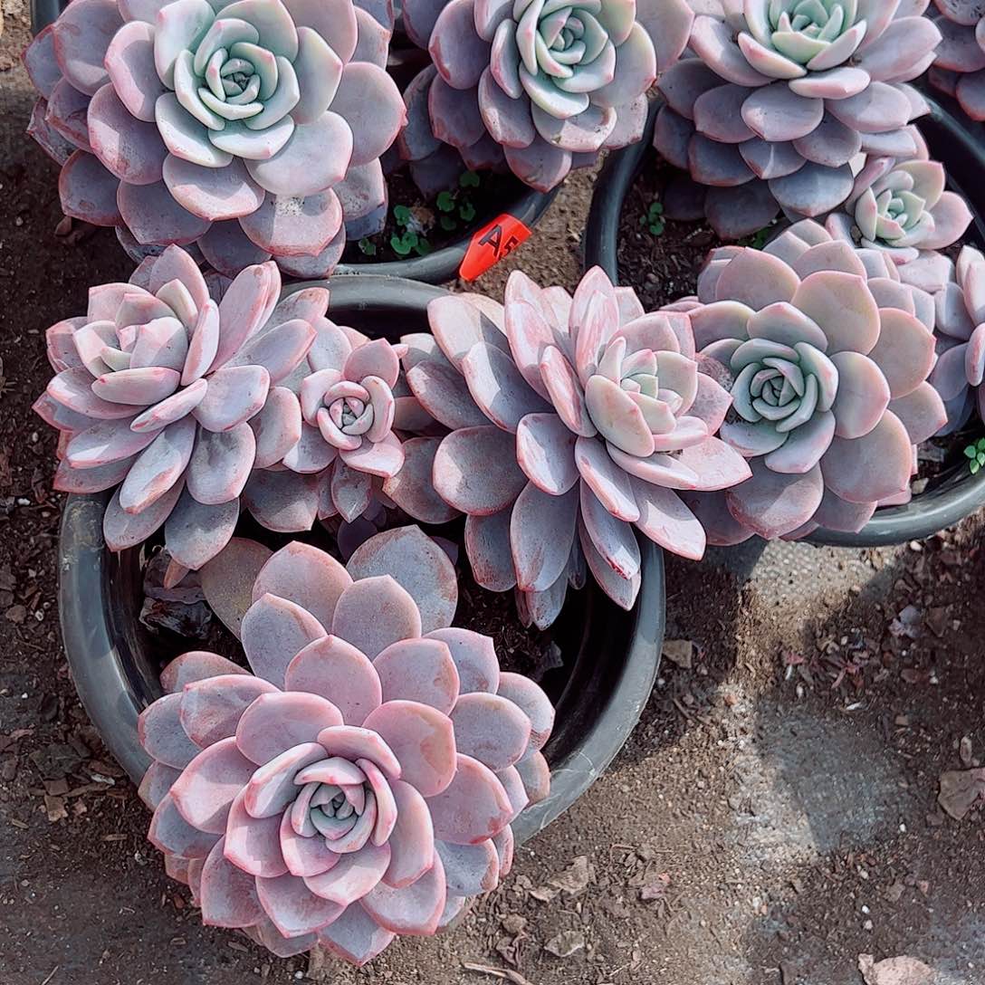 红茶多头群生老桩