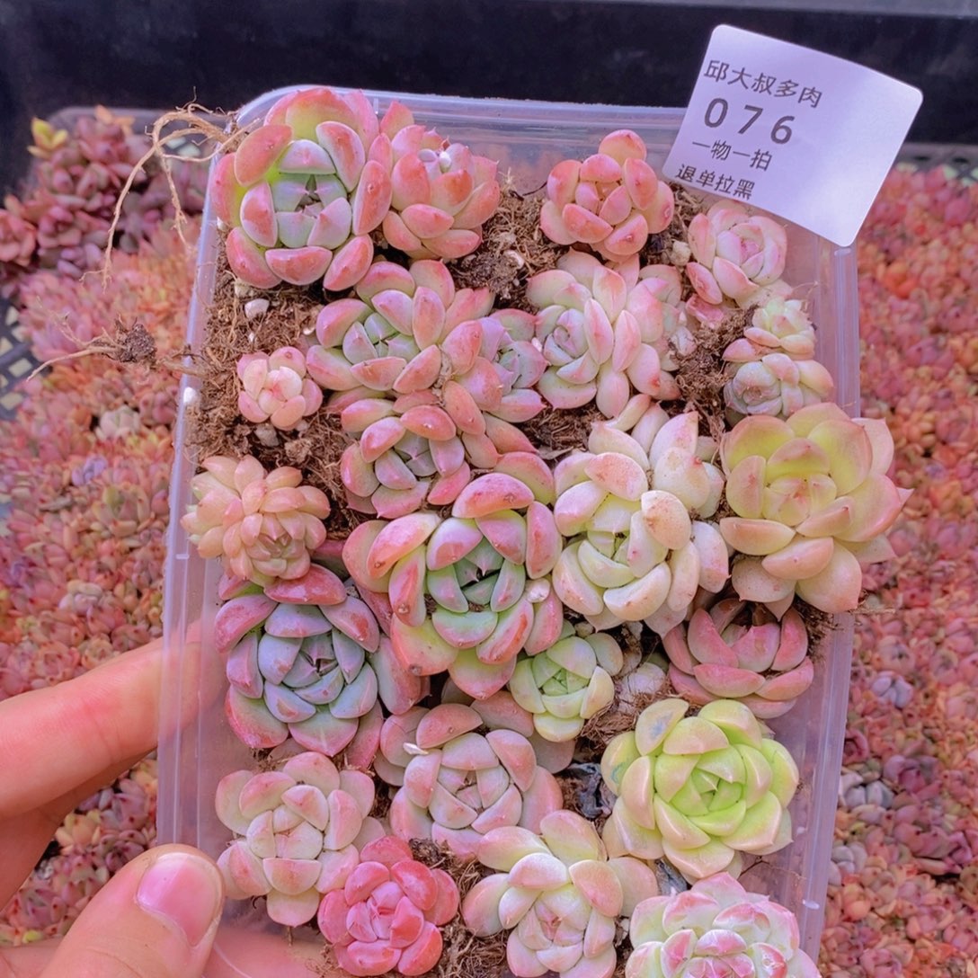 76多肉一物一拍链接