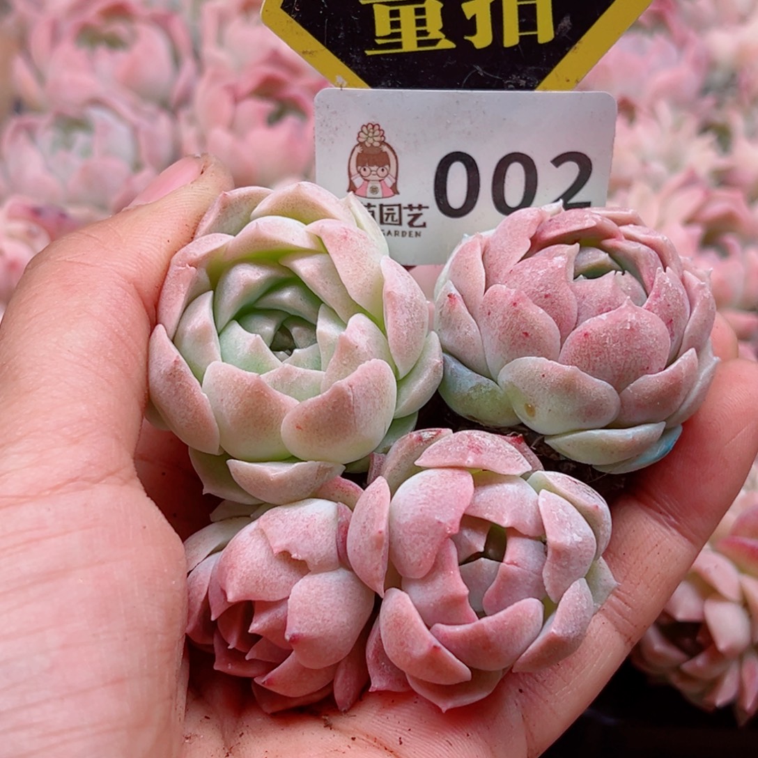 多肉植物多肉植物