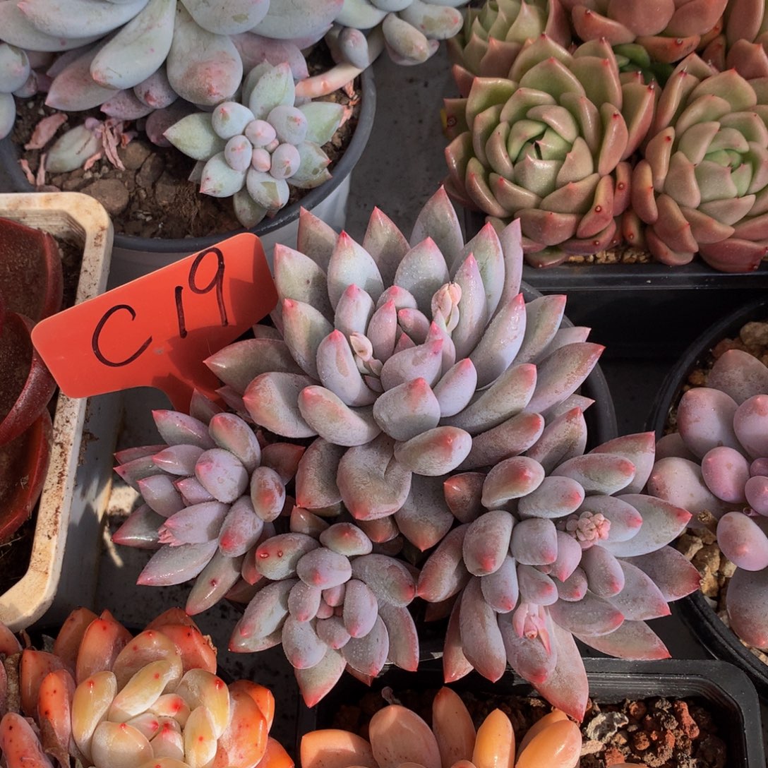 北***北所罗门7272727272727