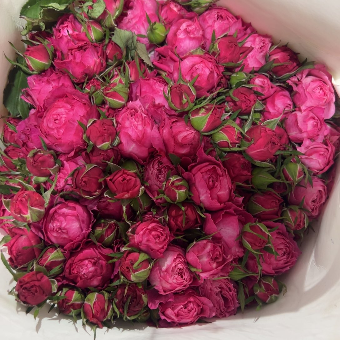 楠桐 胭脂泪10支装 拍满三单包邮