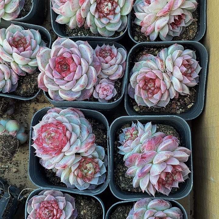 双头天鹅绒带盆土发