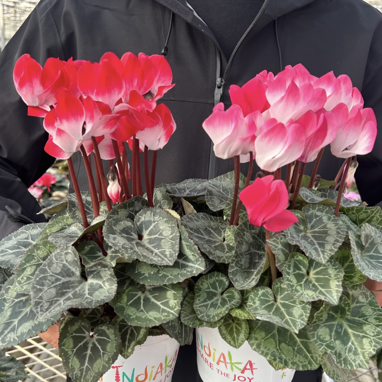 【粉紫色系·音迪卡】正的不行！花店品质加仑盆种球多年生四季开花