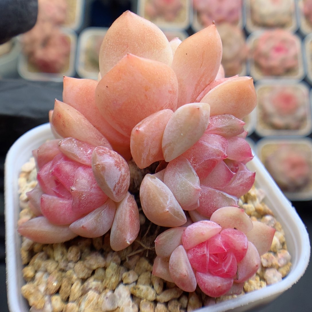 多肉植物。 糖心80