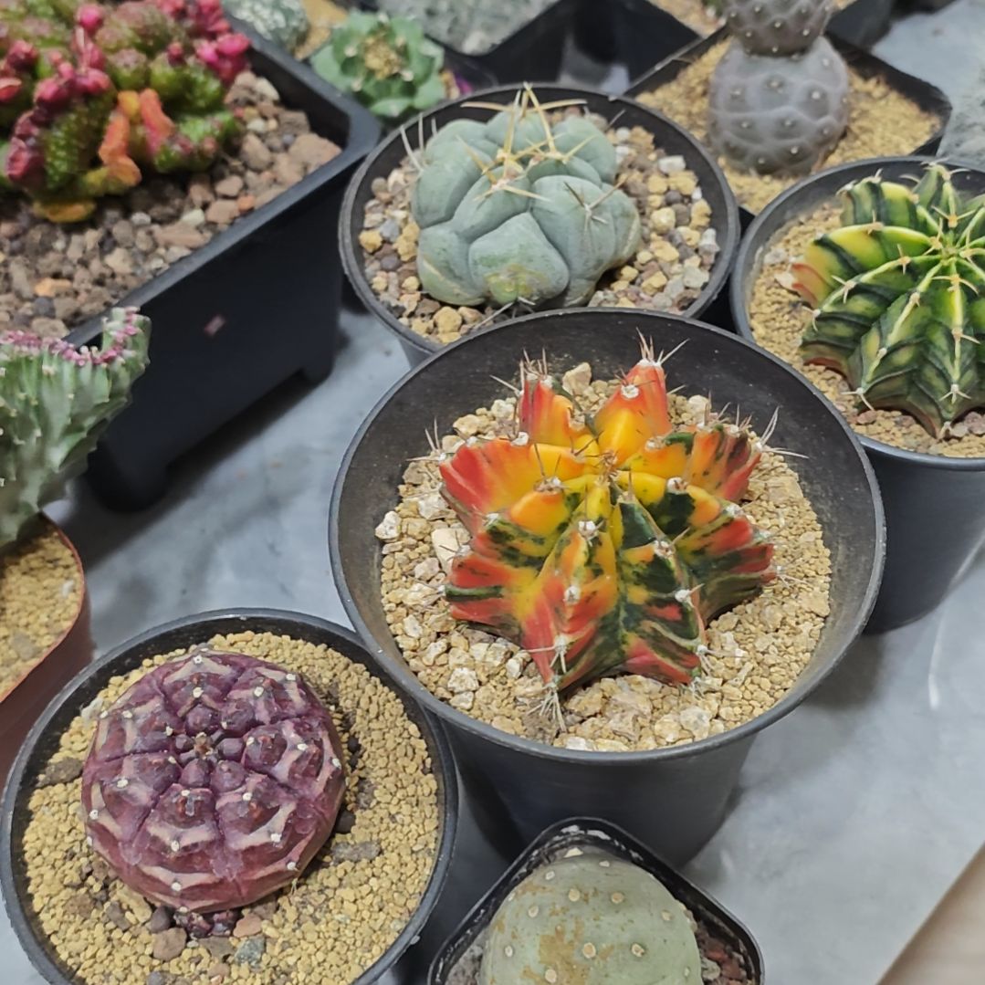 透***人仙人球专拍链接实生根